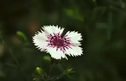 石竹花的养殖方法和繁殖技巧讲解