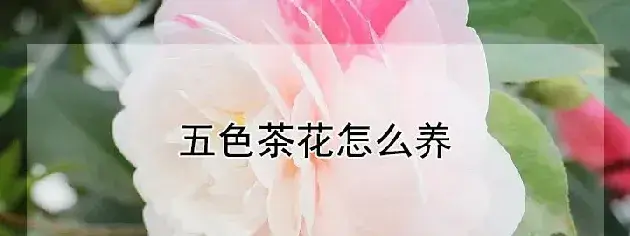 五色茶花怎么养