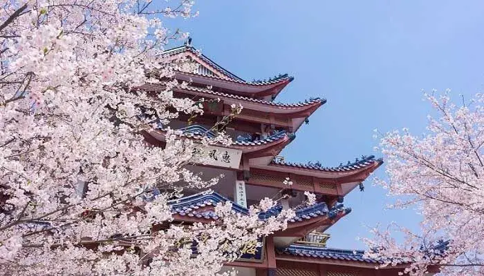 粉色樱花的花语是什么 粉色樱花有什么花语