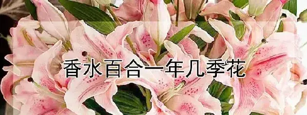 香水百合一年几季花