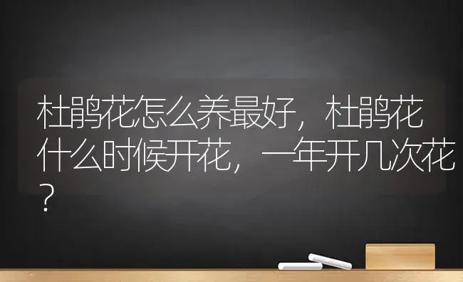 杜鹃花怎么养最好，杜鹃花什么时候开花，一年开几次花？ | 绿植常识