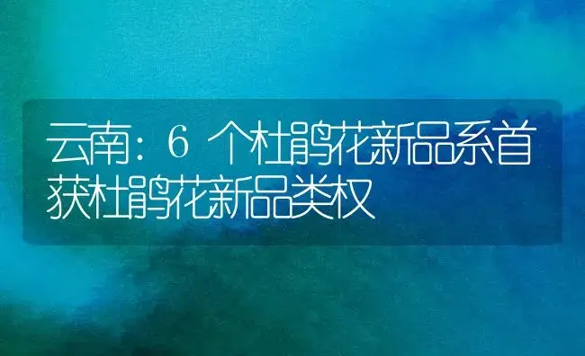 云南：6个杜鹃花新品系首获杜鹃花新品类权 | 家庭养花