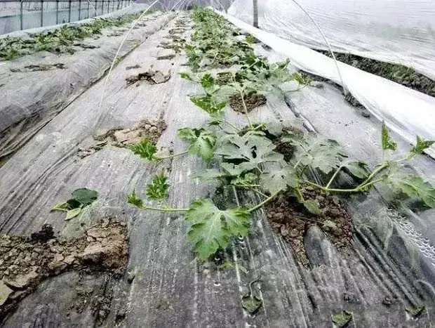 西瓜的施肥时间及方法