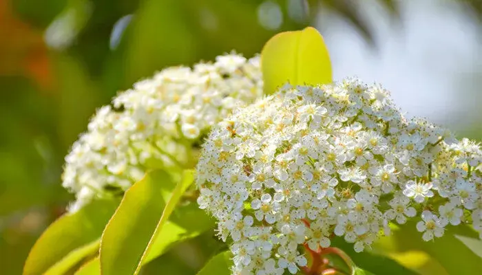 石楠花花语 石楠花的花语