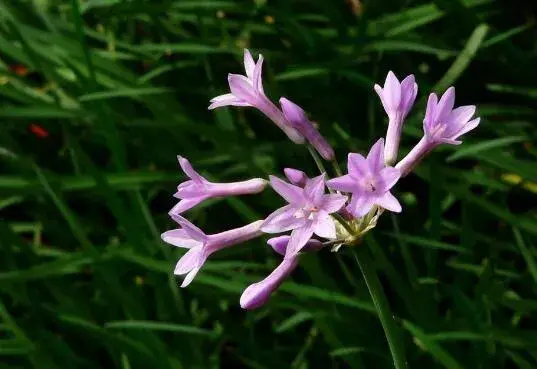 紫娇花什么时候开花，紫娇花花期管理/花语铭记于心