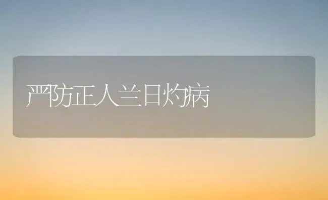 严防正人兰日灼病 | 家庭养花