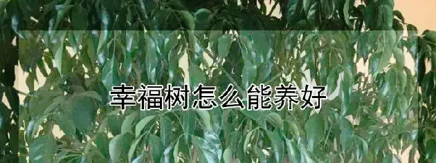 幸福树怎么能养好