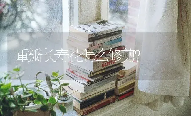 重瓣长寿花怎么修剪？ | 多肉养殖