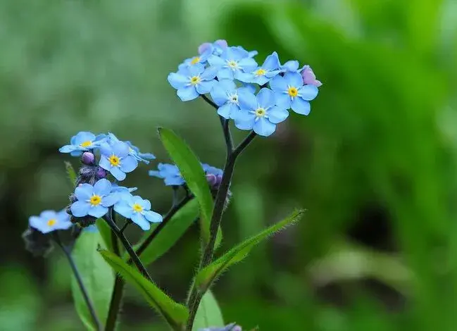 勿忘我不同颜色的花语，勿忘我适合送什么人呢？