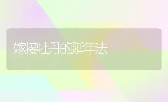 嫁接牡丹的延年法 | 家庭养花