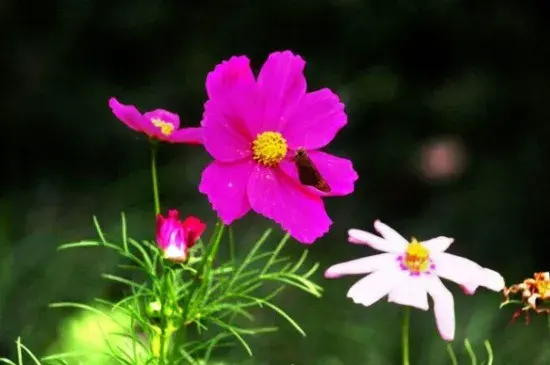 波斯菊的花语，波斯菊怎么种植