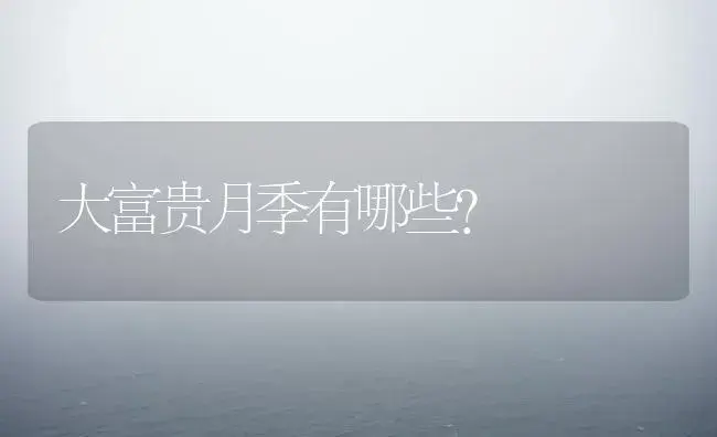 大富贵月季有哪些？ | 绿植常识