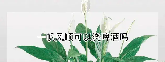 一帆风顺可以浇啤酒吗