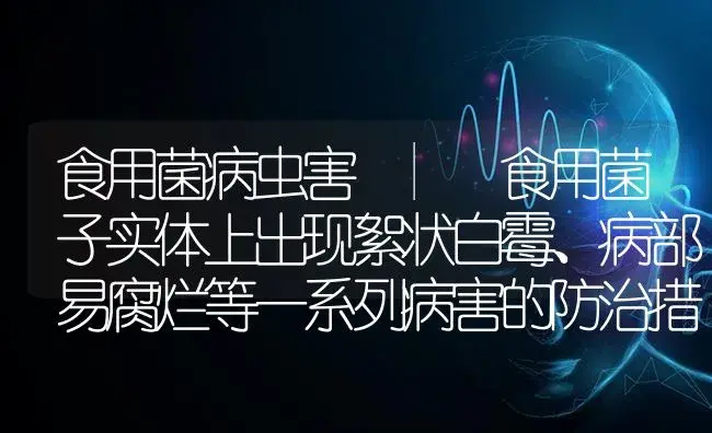 食用菌子实体上出现絮状白霉、病部易腐烂等一系列病害的防治措施 | 菌菇种植