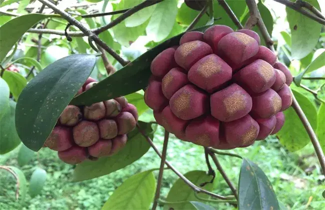 黑老虎的种植技术