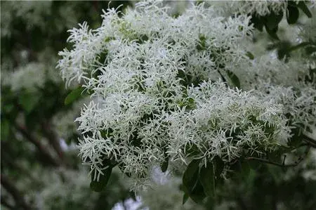 流苏树的花语和植物文化有哪些？