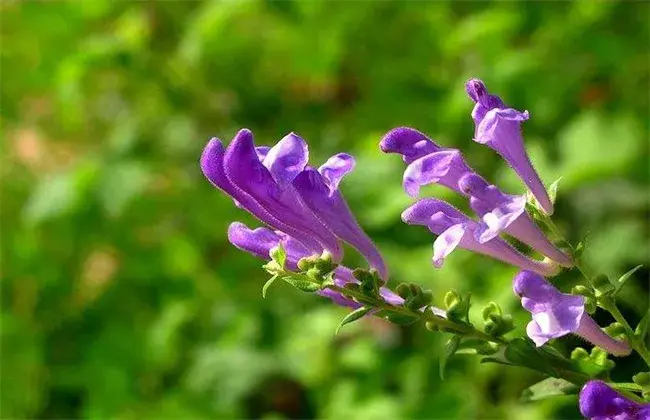 黄芩栽培技术