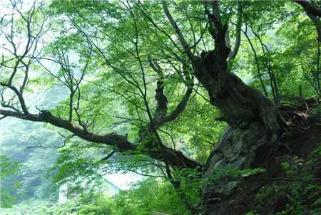 橡树的花语和文化含义