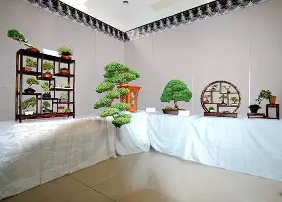 苏派盆景 | 吉佩龙苏派盆景艺术展开幕