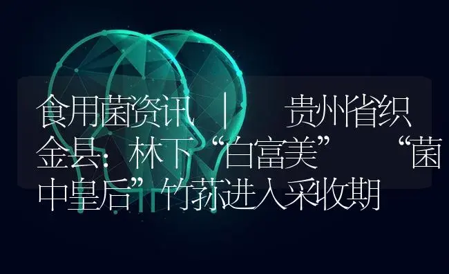 贵州省织金县：林下“白富美” “菌中皇后”竹荪进入采收期 | 菌菇种植