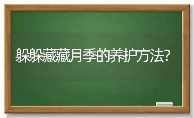 躲躲藏藏月季的养护方法？ | 绿植常识