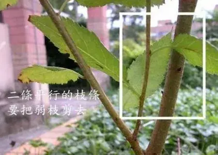 盆栽修剪 | 三角梅盆景修剪过程（修剪图）