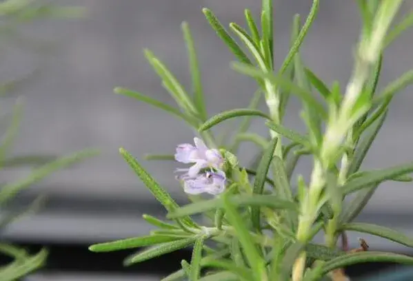 迷迭香什么时候开花，迷迭香花语有哪些？