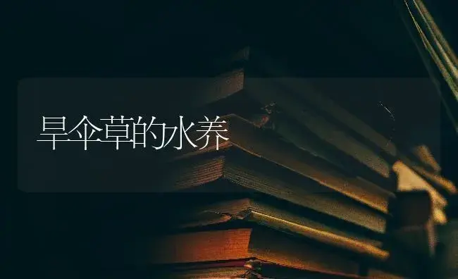 旱伞草的水养 | 特种种植