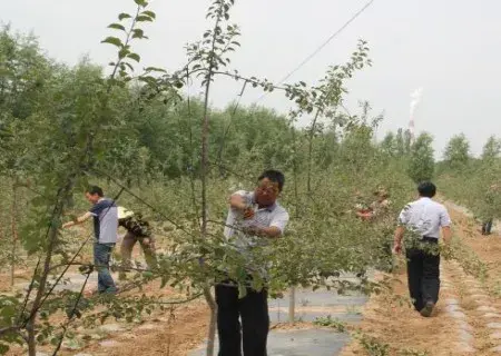 盆栽造型 | 果树扭枝增产技术