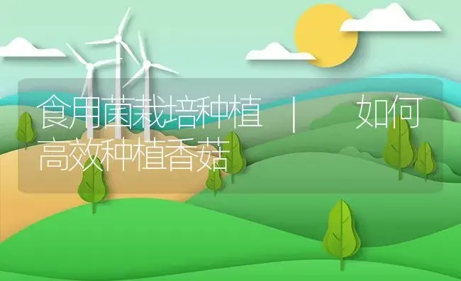 如何高效种植香菇 | 菌菇种植