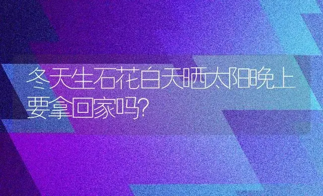 冬天生石花白天晒太阳晚上要拿回家吗？ | 多肉养殖