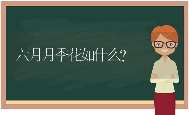 六月月季花如什么？ | 绿植常识