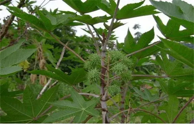 蓖麻的种植技术