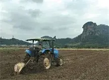 临海市桃渚镇桃江耕种油菜花