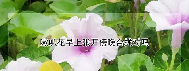 嗽叭花早上张开傍晚合拢对吗