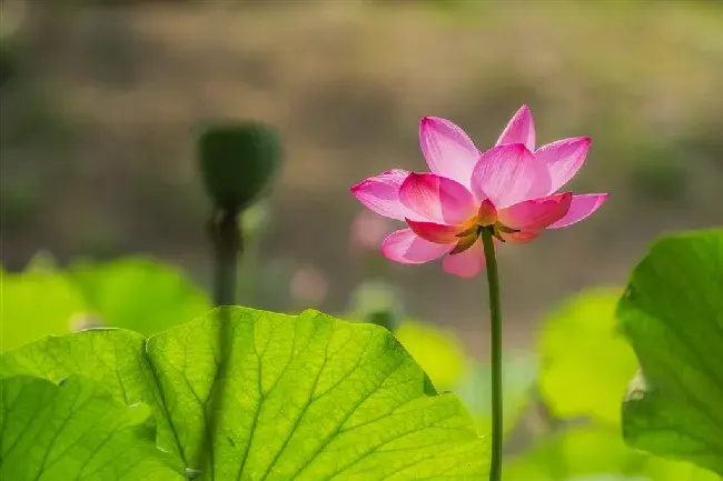 荷花的养殖措施和堤防事项