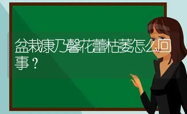 盆栽康乃馨花蕾枯萎怎么回事？ | 绿植常识