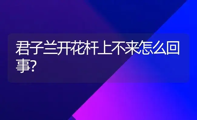 君子兰开花杆上不来怎么回事？ | 绿植常识