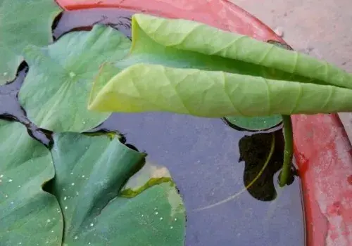 花卉果蔬盆景 | 碗莲浮叶和立叶区别