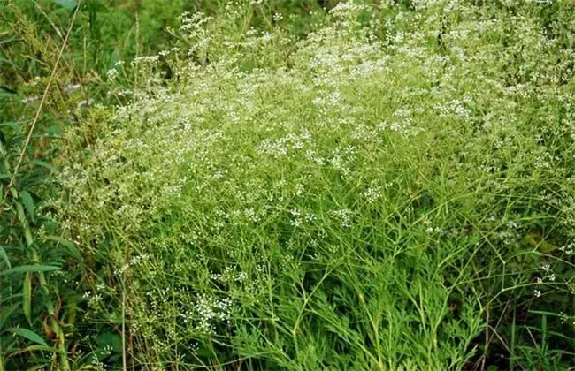 防风抽苔的起因及防治和治疗办法