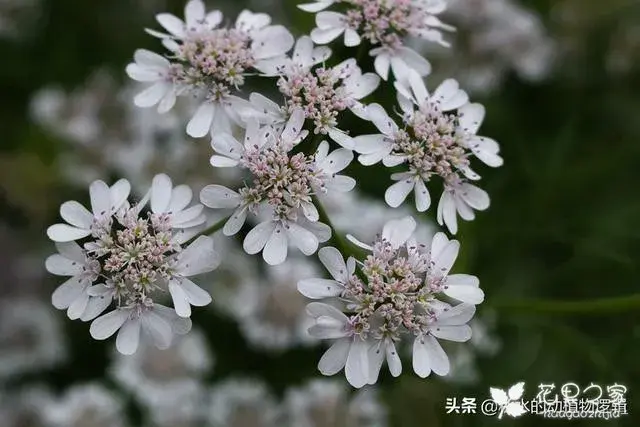 天天花语：低调含蓄有品味的芜荽花