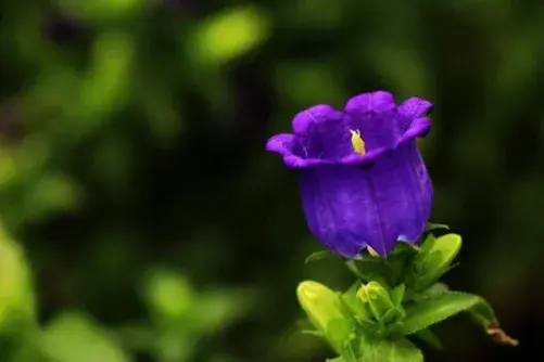 富有诗意的花名花语，罕见好听的花名及花语