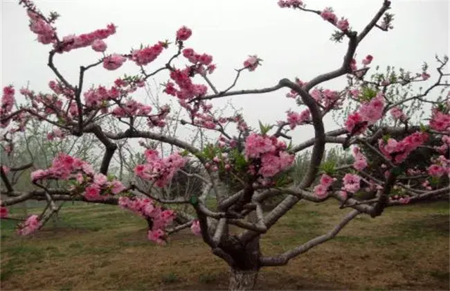 桃树花期管理要点