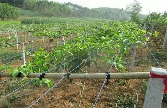 百香果移栽技术要点