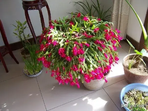 蟹爪兰是喜阴植物,还是喜阳植物？