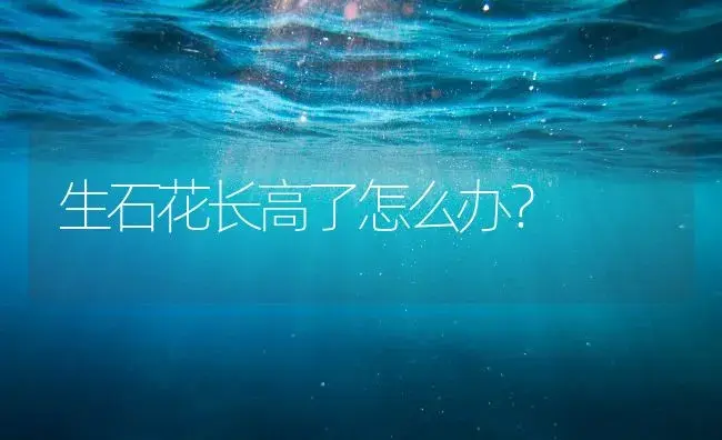 生石花长高了怎么办？ | 多肉养殖