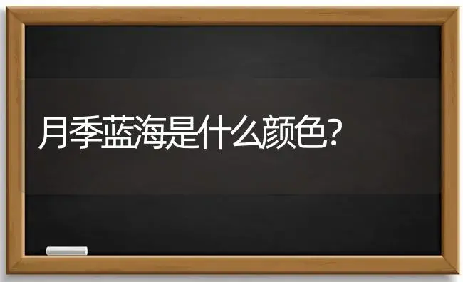 月季蓝海是什么颜色？ | 绿植常识