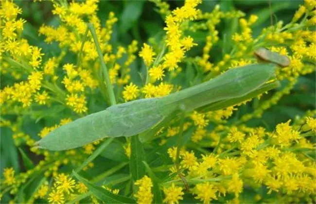 一枝黄花常见病虫害的防治和治疗办法