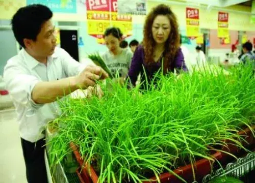 花卉果蔬盆景 | 既能食用又能欣赏的盆景韭菜