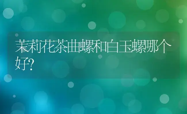 茉莉花茶曲螺和白玉螺哪个好？ | 绿植常识